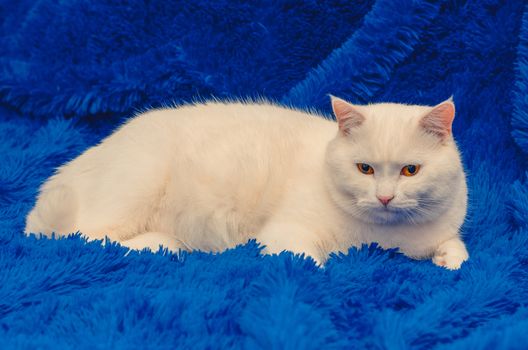 on a blue blanket sits a white cat with yellow eyes