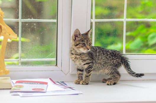 Little gray kitten at the window