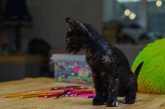 black kitty sit near the colored pencils