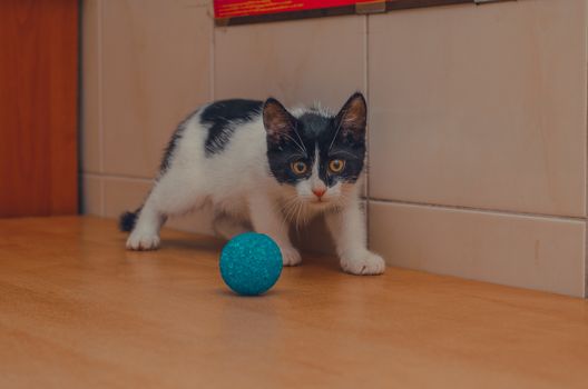 cat with big yellow eyes playing with a ball
