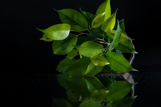 plant in a pot reflection on black mirror on a black background.
