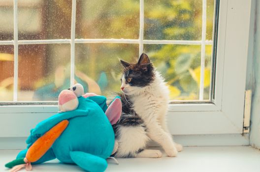 fluffy cat is played with his toy friend