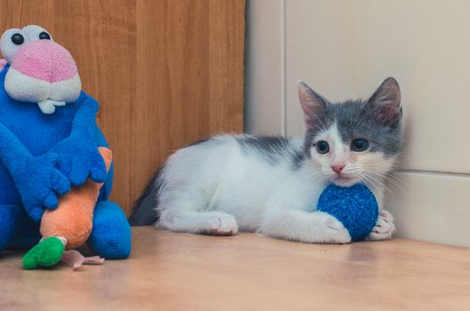 funny little kitty and toy blue hare