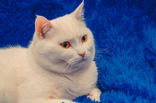 white cat from close range. blue background