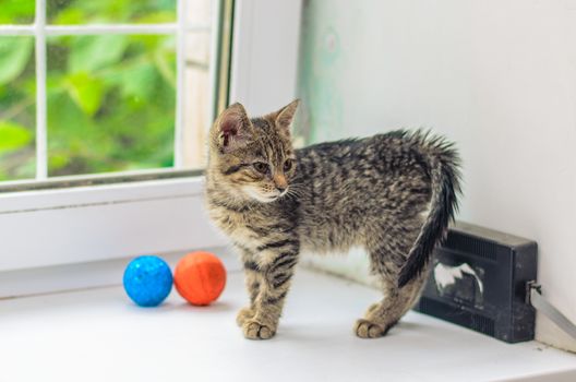 Gray kitten on the window near the blue and orange balls