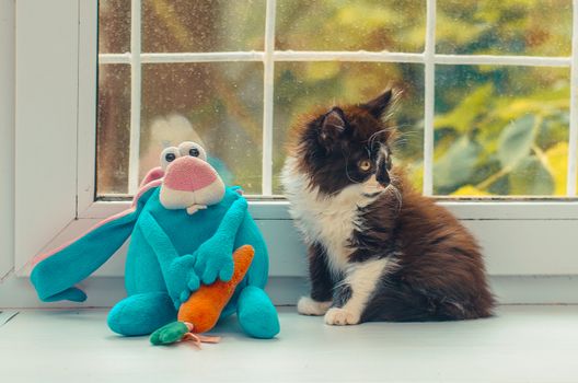 a kitten and a blue toy rabbit with a carrot are sitting on the windowsill