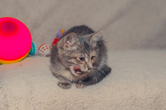 little funny fluffy gray cat licks