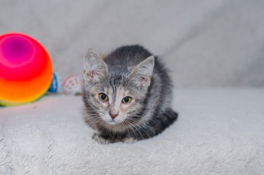 gray kitten sitting on a white background