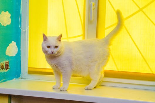 White cat with yellow eyes are standing on white windowsill with yellow window covering.