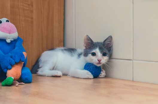funny kitten holds a ball in its paws
