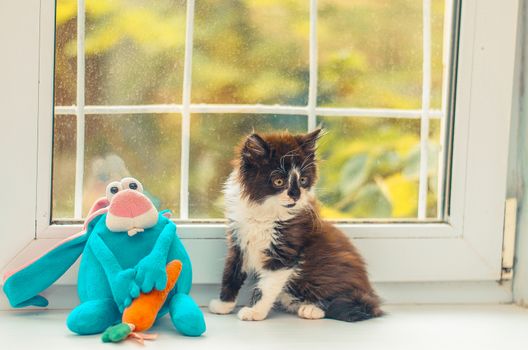 little cute kitten with her toy is sitting near the window