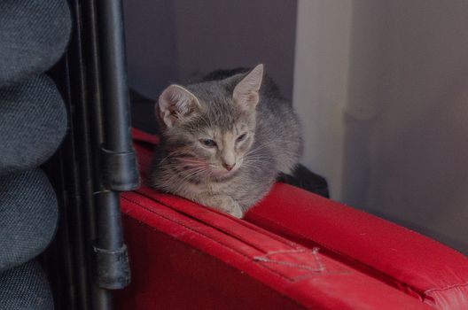 gray kitten resting in the corner of the room