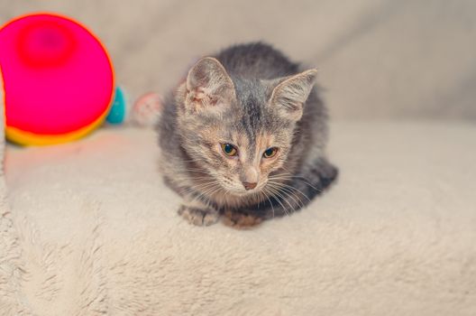 gray kitten sitting on the sofa