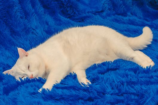 big white cat lying on a blue blanket