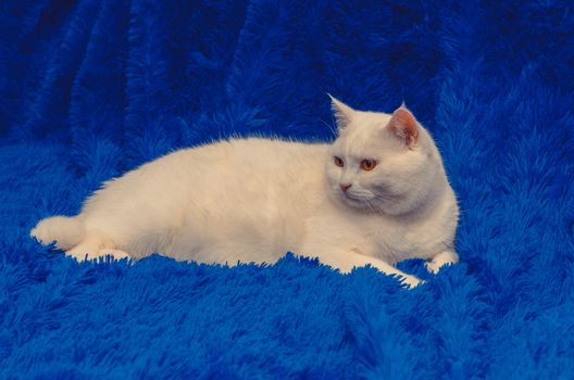 big white cat with yellow eyes sitting on blue