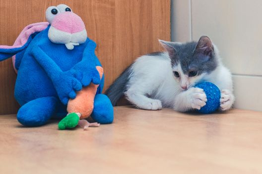 the kitten is played with the ball near the blue rabbit