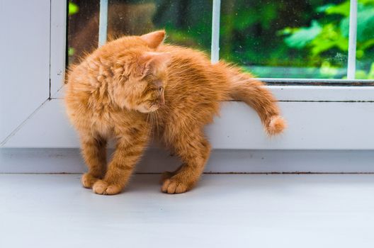 little ginger kitten on the windowsill
