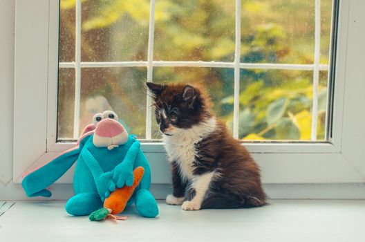 Black and white kitten sitting near a blue toy