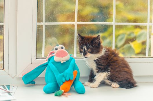 beautiful and fluffy black and white kitten with its blue toy
