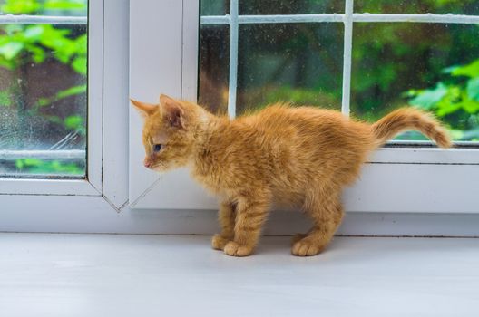 red kitten standing near the window