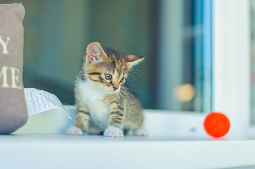 a kitten with a white breast sits near a window and a red ball