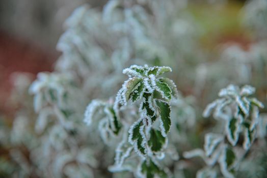 Frozen plants in autumn. Dry flowers covered with the hoar-frost. Frozen bushes in early morning close up. First frost. Early winter come. Nature