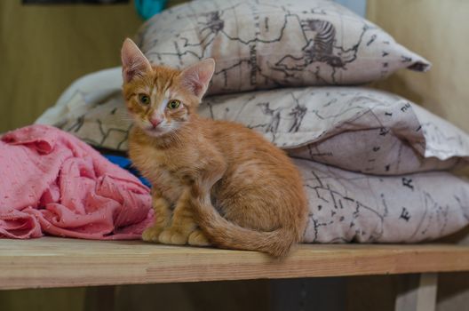 little red cat on the table