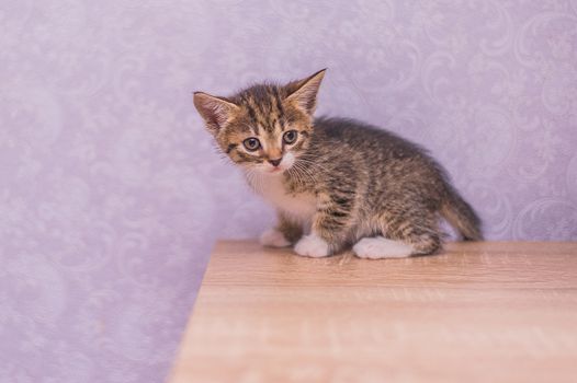 little striped kitten sits on a table on a purple background