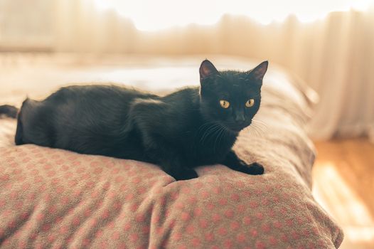 black cat lies on the bed in the bedroom