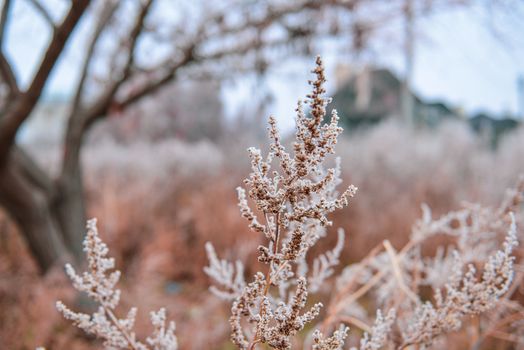 Frozen plants in autumn. Dry flowers covered with the hoar-frost. Frozen bushes in early morning close up. First frost. Early winter come. Nature