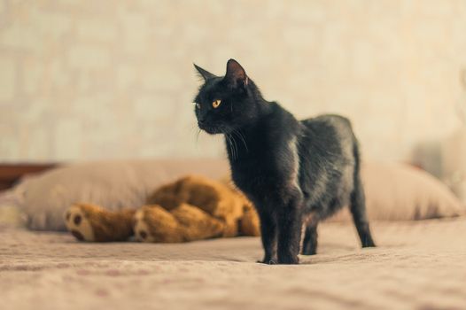 black cat stand on a bed near a teddy bear