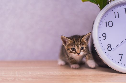striped kitten sits near a clock on a wooden table