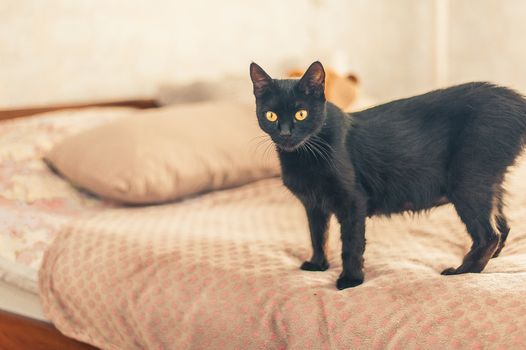 black cat with yellow eyes stands on the bed