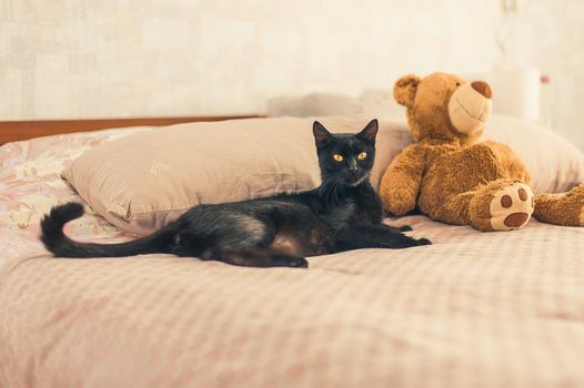 black cat and plush toy on the bed