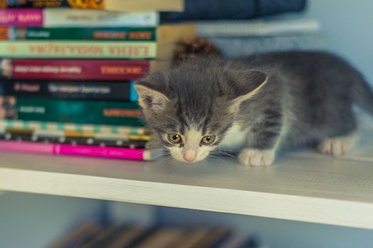 Gray kitten sits on a bookshelf near a fir cone