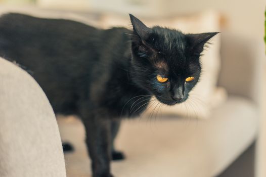 black cat with yellow eyes on the couch