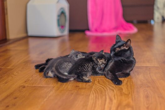 cat with kittens lies on a wooden floor in the room
