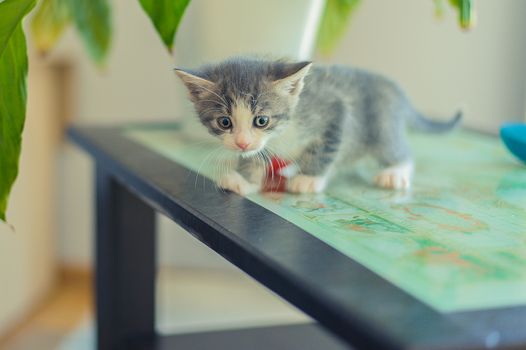gray kitten stands on a black table with glass in the room