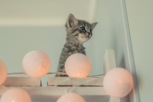 kitten and a garland of light bulbs