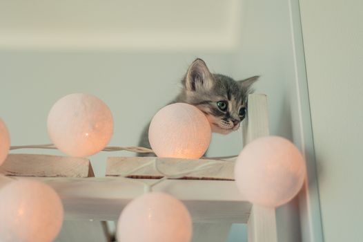 Cute gray kitten with  fairy lights