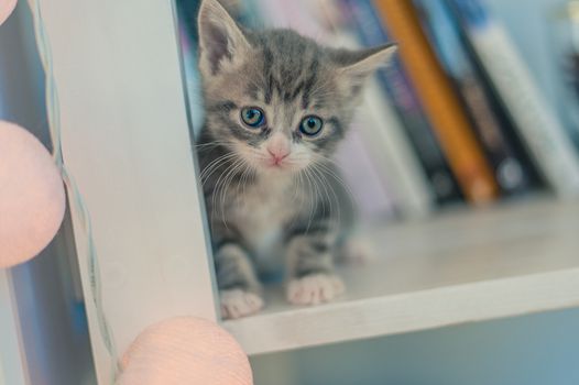 gray kitten sits on a shelf with books near the light