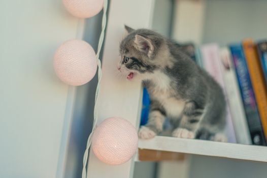 Gray kitten seating and meows on a bookshelf