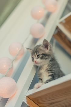 Gray kitten sits on a white shelf near the lamps