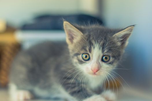 close portrait of a cute gray kitten