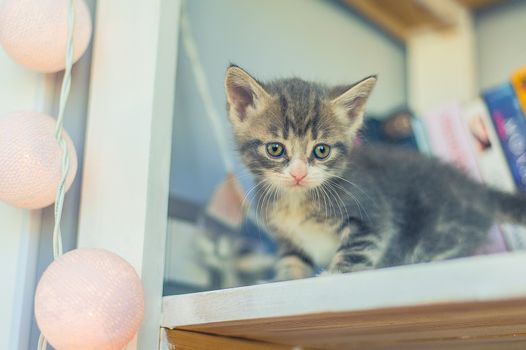 little gray kitten sits on a shelf with a garland of light bulbs