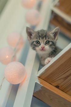 A gray kitten sits on white shelves next to round lamps