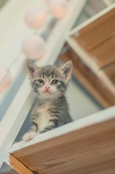 Gray kitten sits on white shelves near the lamps
