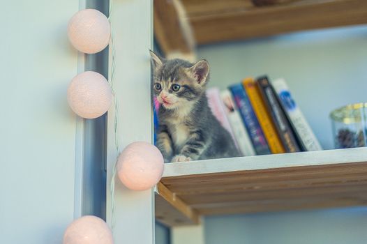 little gray kitten sits on a shelf with books and a garland