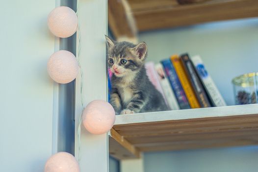 little gray kitten sits on a shelf with books and a garland