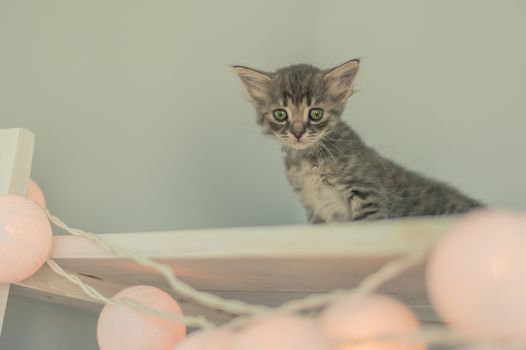 little gray kitten and a garland of light bulbs